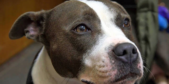 19:20: Der Super-Doc - Einsatz für 4 Pfoten | Sixx | 12/21 2025