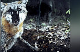 Monster Favorites: Rabid