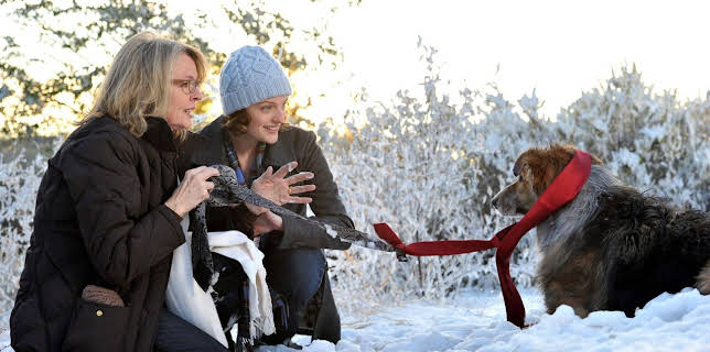 01:30: Darling Companion - Ein Hund fürs Leben | Das Erste | 3/2 2026