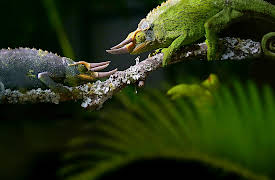 The Mating Game, Season 1: In the Thick of It