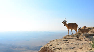 11:00 PM: Hostile Planet | Nat Geo Wild | 1/11 2026