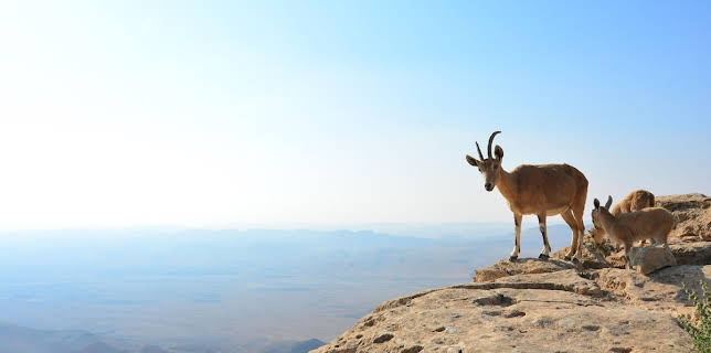 10:00 PM: Hostile Planet | Nat Geo Wild | 1/11 2026