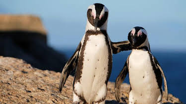 3:00 PM: The Zoo: San Diego (S1) | Discovery Channel | 9/16 2026