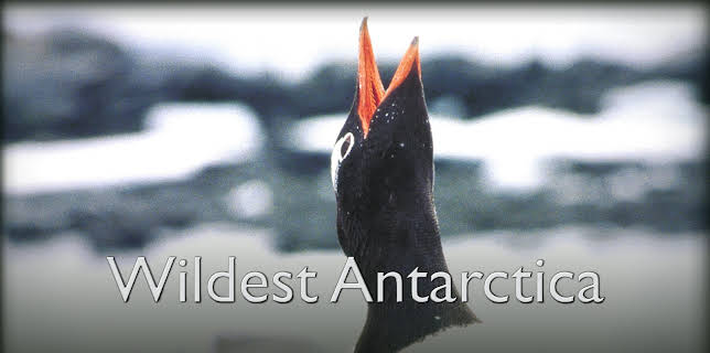 Wildest Antarctica (2015)