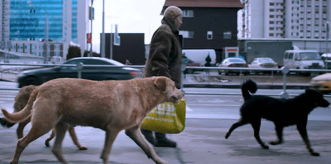 23:55: Dreaming Dogs | RBB Fernsehen | 12/10 2025