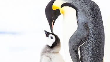 3:25 PM: Penguins: Meet the Family | BBC One East | 12/28 2025