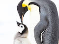 Penguins: Meet the Family