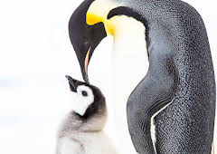 Penguins: Meet the Family
