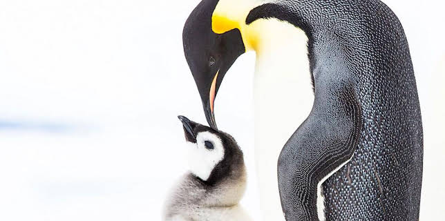 2:25 PM: Penguins: Meet the Family | BBC One Oxfordshire | 12/28 2025