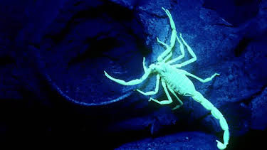 2:00 PM: Nature's Strangest Mysteries: Solved (S1) | Discovery Channel | 6/5 2026