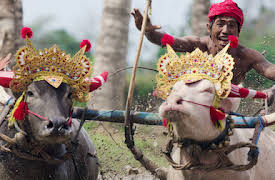 Världens mest udda sporter: Makepung lampit