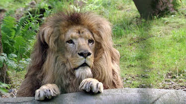 03:15: Elefant, Tiger & Co. | MDR Fernsehen | 5/6 2026