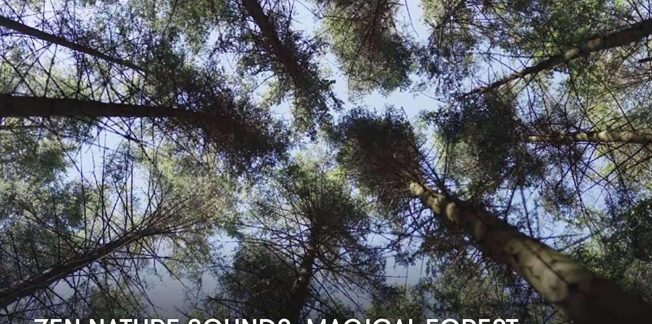 Zen Nature Sounds: Magical Forest (2023)