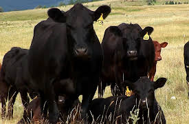 Last American Cowboy: Season 1: Uncertain Future