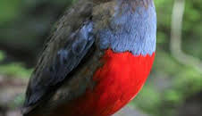 Wild Filipinas: Islas encantadas