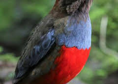 Wild Filipinas: Paraíso salvaje