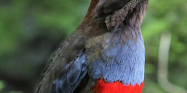 02:45: Wild Filipinas: Paraíso salvaje | Nat Geo Wild | 2/14 2026