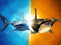 Rivalen: Haie vs. Orcas
