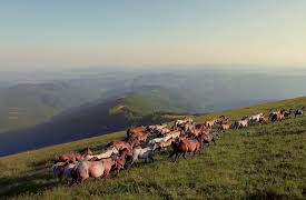World of the Wild: Great Grasslands American Prairie