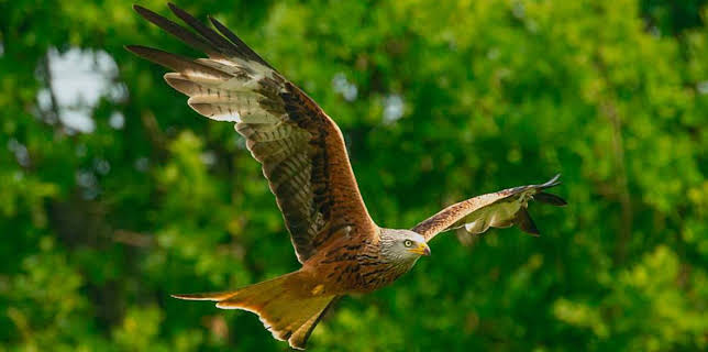 2:30 PM: Animal Park | BBC One | 1/20 2026