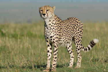 13:40: Rift Valley - Der große Graben (1/3) | 3SAT | 4/10 2026