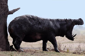 Katavi: Africa's Fallen Paradise, Season 1: Salvation