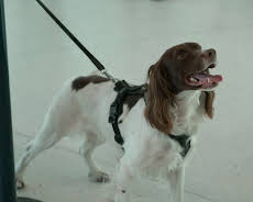 Grensevakten Sverige