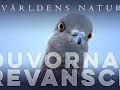 Världens natur: Duvornas revansch