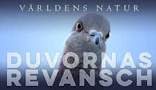 Världens natur: Duvornas revansch