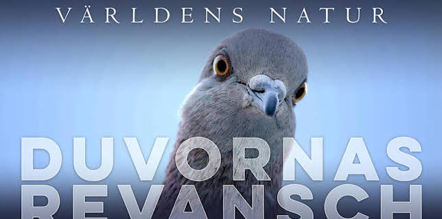 20:00: Världens natur: Duvornas revansch | SVT2 | 11/26 2025