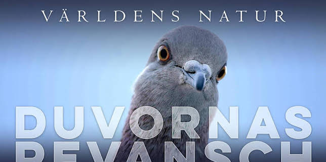 Världens natur: Duvornas revansch
