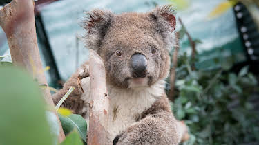 12:10: Crikey! It's the Irwins (S3 E3) (S3) | Animal Planet | 4/5 2026