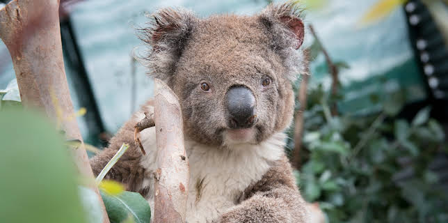 12:10: Crikey! It's the Irwins (S3 E3) (S3) | Animal Planet | 11/23 2025