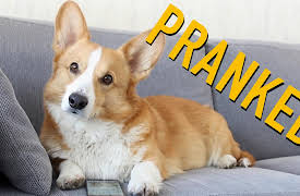 Topi the Corgi: April Fools