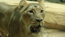 Giraffe, Erdmännchen & Co. (43)