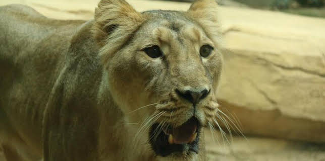 13:50: Giraffe, Erdmännchen & Co. (43) | WDR Fernsehen | 3/16 2026