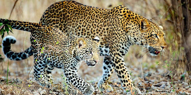 6:20 PM: Kingdom (S1 E1) (S1) | BBC One Channel Islands | 11/9 2025