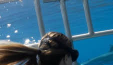 Gàdor i els taurons