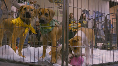 15:00: Pit Bulls & Parolees (S9 E7) (S9) | Animal Planet | 5/28 2026