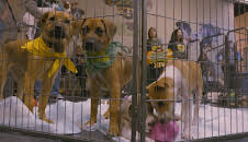 Pit Bulls & Parolees (S9 E7)