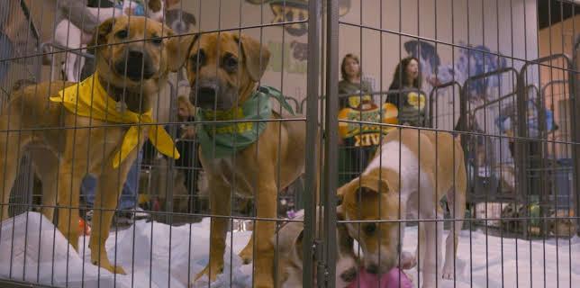 06:00: Pit Bulls & Parolees (S9 E7) (S9) | Animal Planet | 11/15 2025