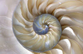 Fibonacci Numbers and the Golden Ratio: Fibonacci and the Golden Ratio Everywhere