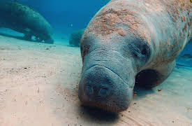 Splash and Bubbles: Get Your Feet Wet, Season 1: Ocean Exploration