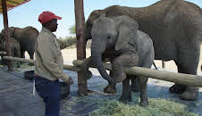 How Do Animals Do That?