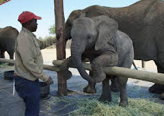 How Do Animals Do That?