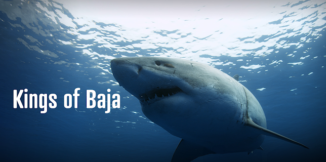 Kings of Baja (2014)