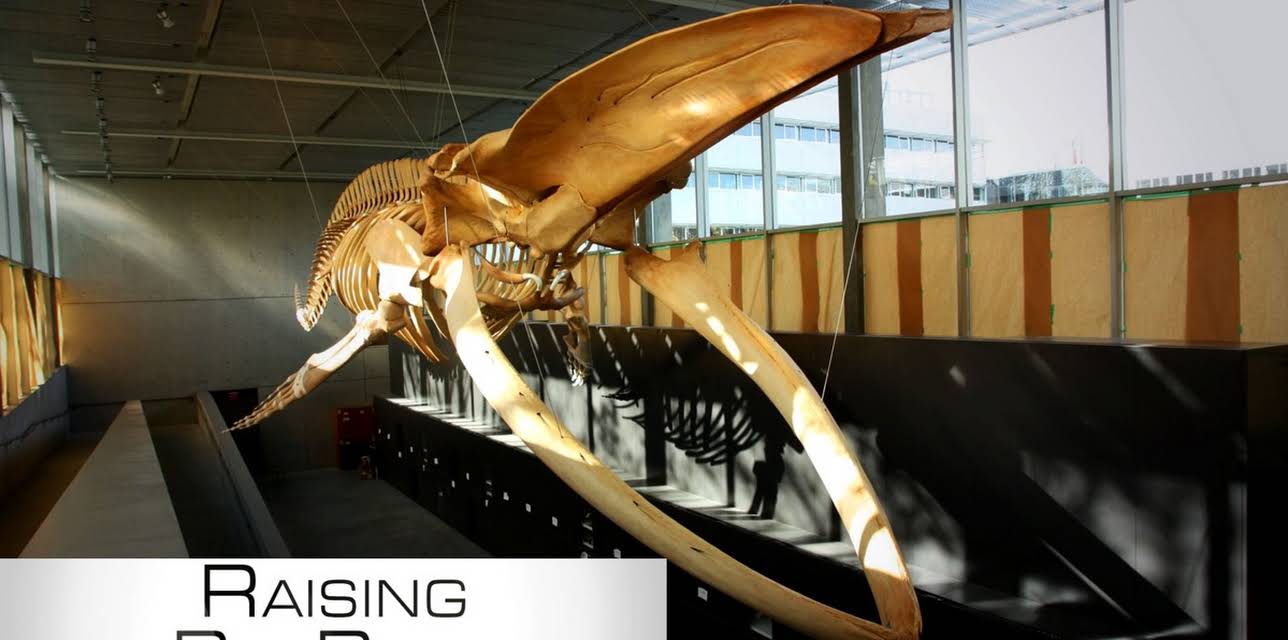 Raising Big Blue (2010)