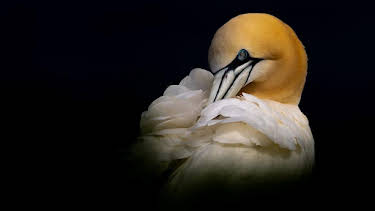 8:00 PM: Springwatch | BBC Two | 6/9 2026
