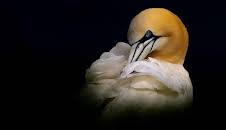 Springwatch (10)