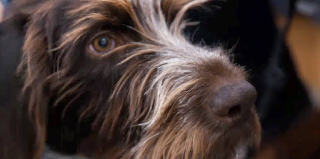 17:15: Der Super-Doc - Einsatz für 4 Pfoten | Sixx | 11/30 2025